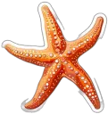 starfish