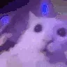 catcrazy