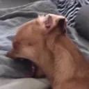 DogCry