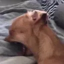 :DogCry: