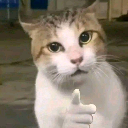 :catopoint: