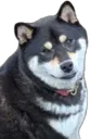 akio_smirk akio_smirk