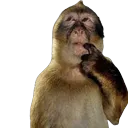 monkeythink monkeythink