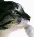 thinker