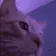 jammycat