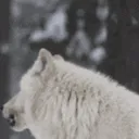 wolfhowl