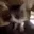 catflippingout