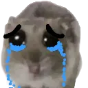 cryinghamster cryinghamster