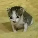 ewpert