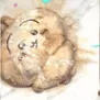 usagiSmash