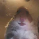 hampstare
