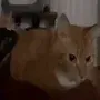 boink