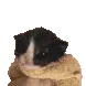 cato cato