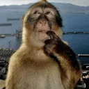 Monke