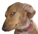 susdog