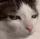 catAnnoyed