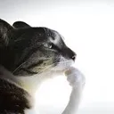 whatitmeans