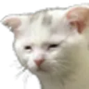tiredcat