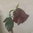 wilted