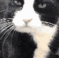 cat_lick
