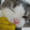 Cat_GatoChoclo