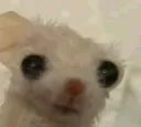 hamkoi hamkoi