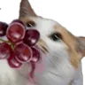 GrapeCat