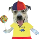 dog