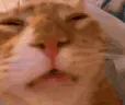 zCatNah