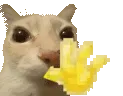 hi