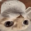 huh_down
