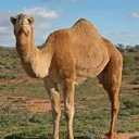 thecamel thecamel