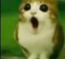 meowl