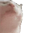 catJAM