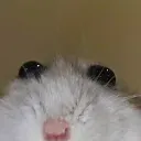hamsterstare