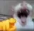 catlaugh