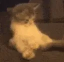 zCatKok