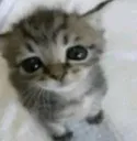 gatinhoestupidamentefofinho