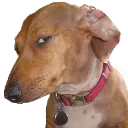 61_susdog