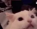 devilcat