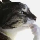 cathmm