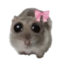 hampter_pls