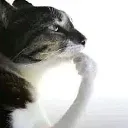 themeower themeower