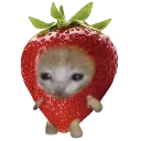 strawberrycat strawberrycat