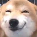 doggocute