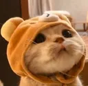 cutecatq