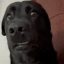 aibtgidau