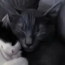 903a986d385e93a2980d5f2fa0c8a60d