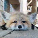 aaaa