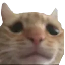 001_NTX_Catfrown